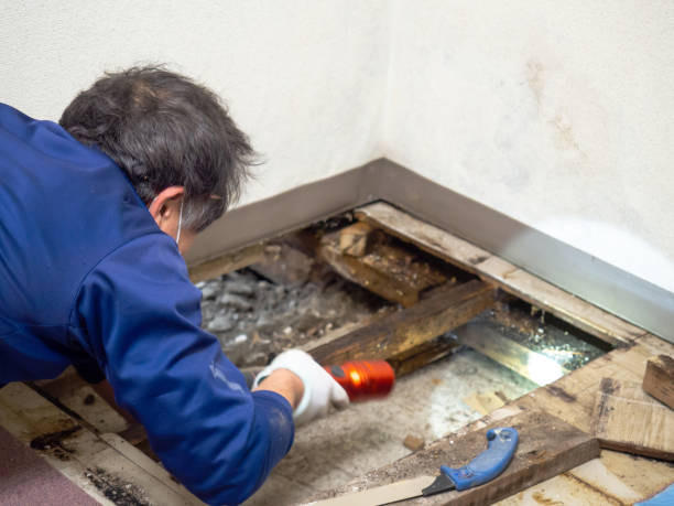 Best Mold Cleaning Services  in Glenwood City, WI