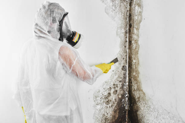 Best Mold Testing and Removal  in Glenwood City, WI