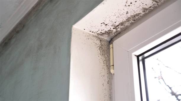 Best Commercial Mold Removal  in Glenwood City, WI