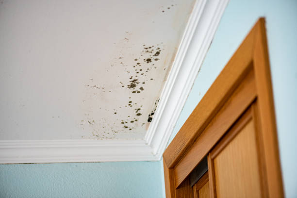 Best Attic Mold Removal  in Glenwood City, WI