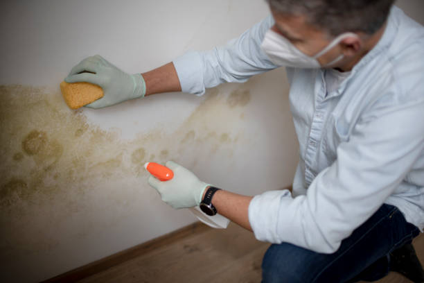 Mold Testing and Removal in Glenwood City, WI