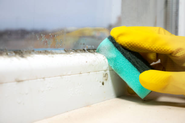 Best Same-Day Mold Removal  in Glenwood City, WI