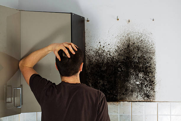 Best Commercial Mold Removal  in Glenwood City, WI