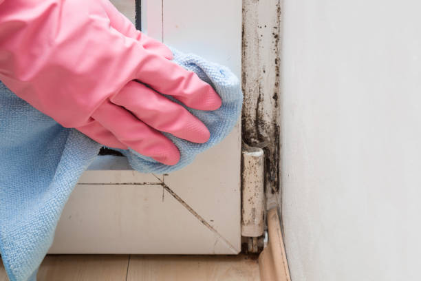 Best Mold Cleaning Services  in Glenwood City, WI