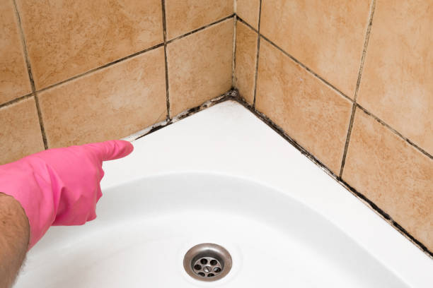 Best Certified Mold Removal  in Glenwood City, WI